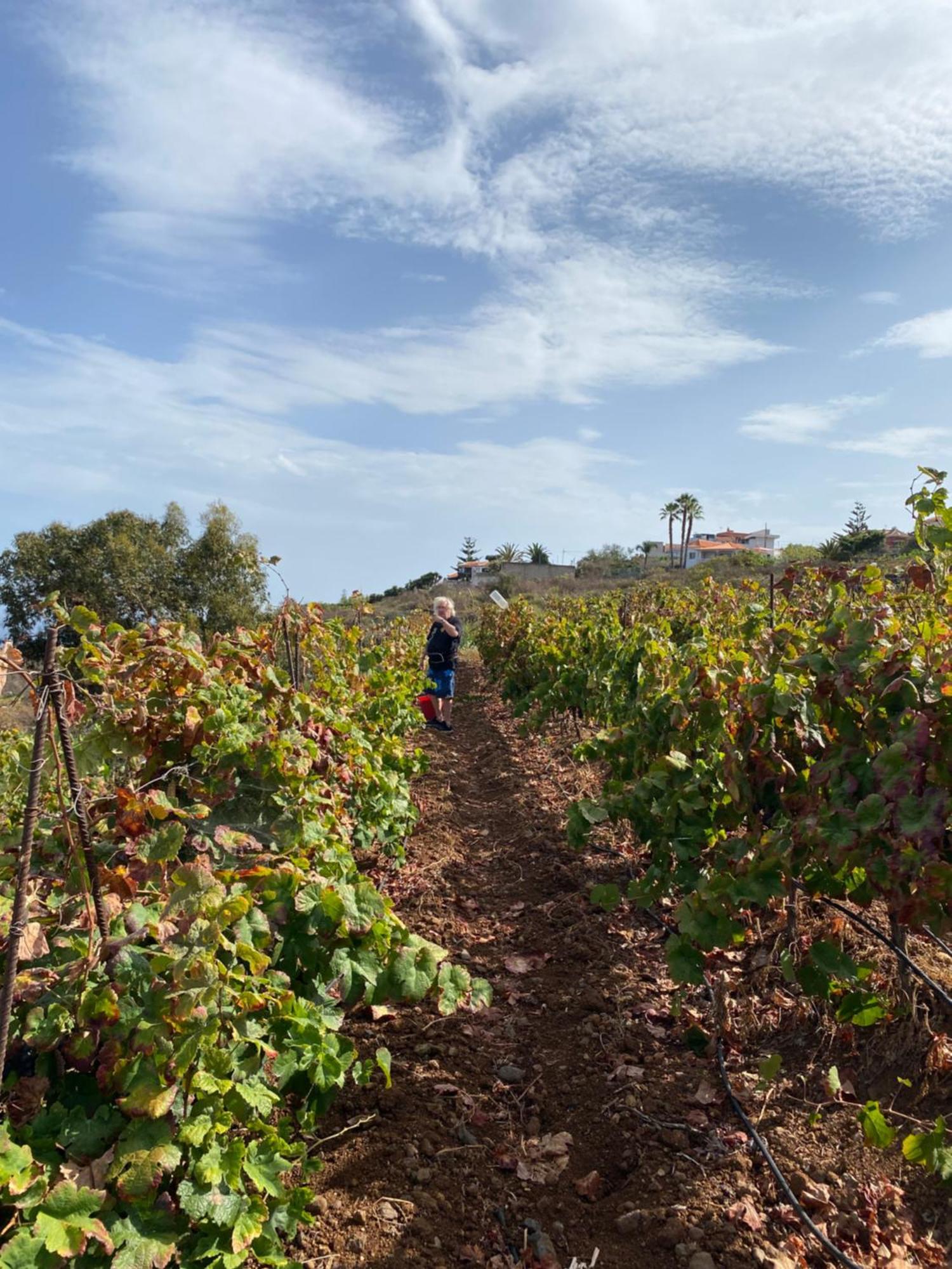 Finca Angelus Apartment Syrah With Amazing Views La Matanza De Acentejo Екстер'єр фото